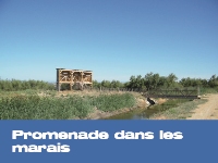 Promenade dans les marais